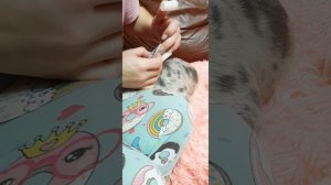 Подклеиваем ушки девочке французского бульдога ❤