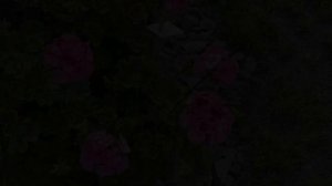 Пеларгония серии Рейн из семян. Новые сорта.