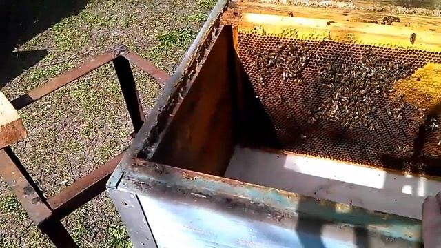 Для чего я соединяю несколько пчелиных семей в одну смотреть онлайн