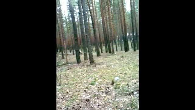 Fighter 125 cross! Покатухи по лесной трассе! #motocross#moto#pitbike#питбайк смотреть онлайн