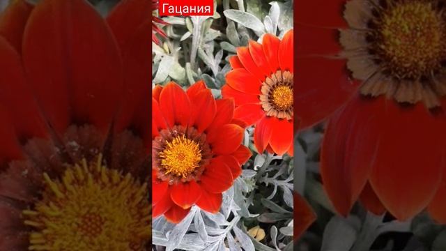 гацания. сад. огород. дача. цветы. растения смотреть онлайн