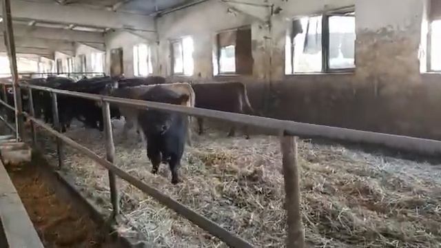 Отец Абердин Ангус Телки мясных пород Коммерческий КРС Father Aberdeen Angus Heifers of meat br смотреть онлайн