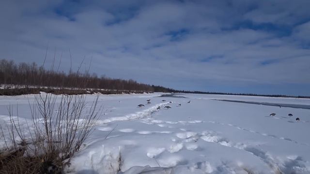 ЧАСТЬ 1. СУПЕР ОХОТА НА ГУСЯ В ЯКУТИИ 2022. Goose hunting in Yakutia. Part 1. смотреть онлайн