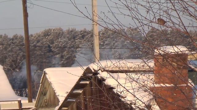 Голуби в летнем вольере зимой в Сибири от-20 -40. смотреть онлайн