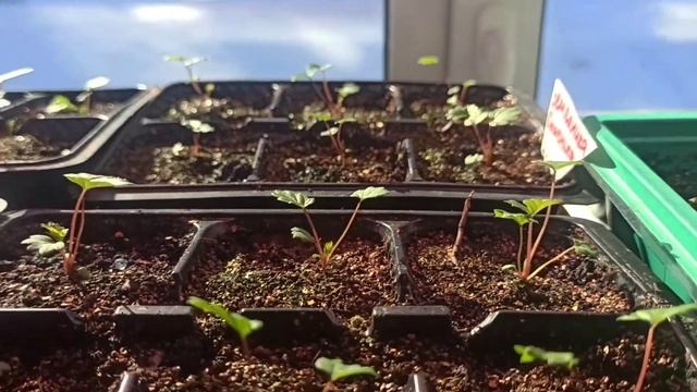 Рассада 2022г.Сибирь.Конец марта. смотреть онлайн