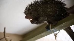 Древесный дикобраз