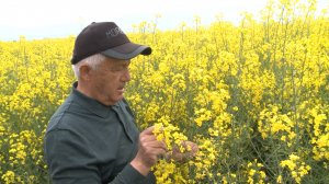Агротайм ( Выращивание рапса в ЧР КФХ "Лаура - 2002" ) Марина Бестаева
