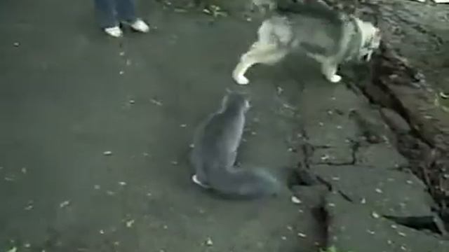 грозный кот смотреть онлайн