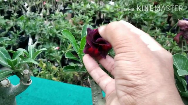 Blue Adenium Black Adenium