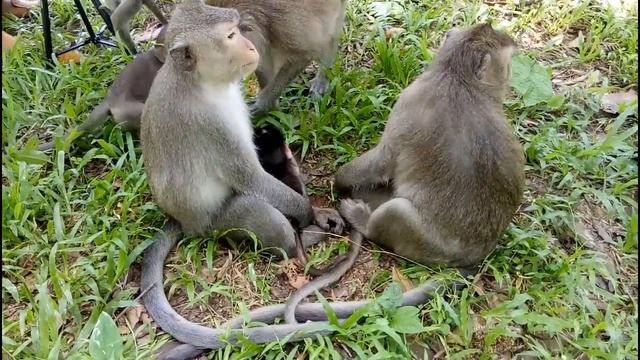 What Mum Monkey Looking For ? ST342 смотреть онлайн