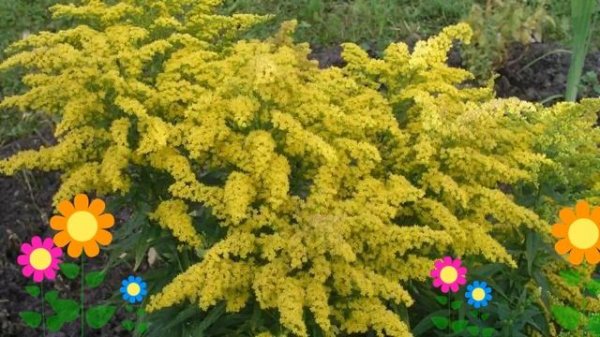 Солидаго канадское Патио (Patio). Краткий обзор, описание характеристик, где купить саженцы