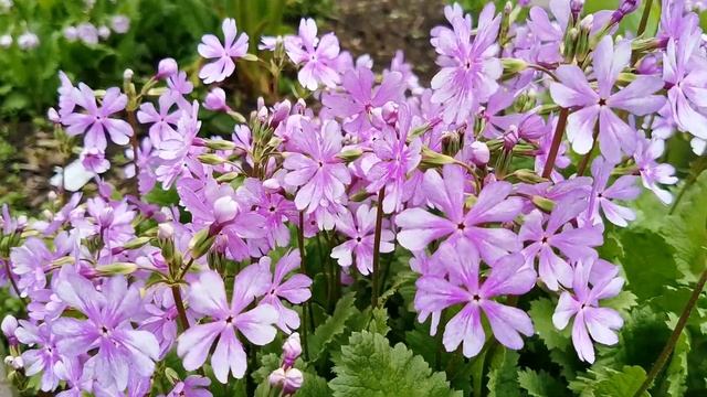 Примула зибольда Нури Тсубами в моем саду смотреть онлайн