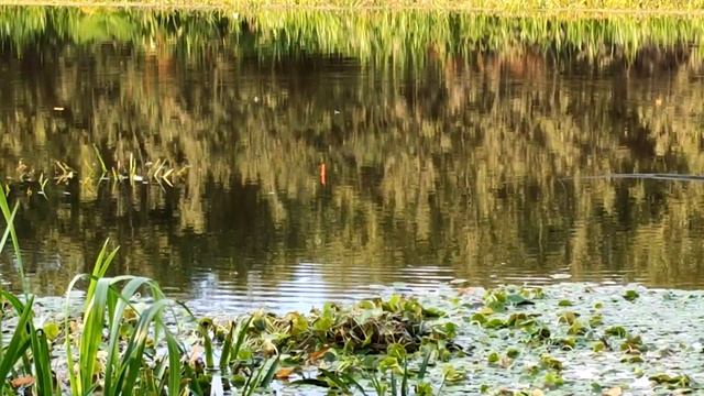 РЫБАЛКА НА ОЗЕРЕ. ЛОВЛЯ НА ПОПЛАВОК. FISHING. ПОКЛЁВКИ РЫБЫ НА УДОЧКУ. ЛЕТНЯЯ РЫБАЛКА смотреть онлайн