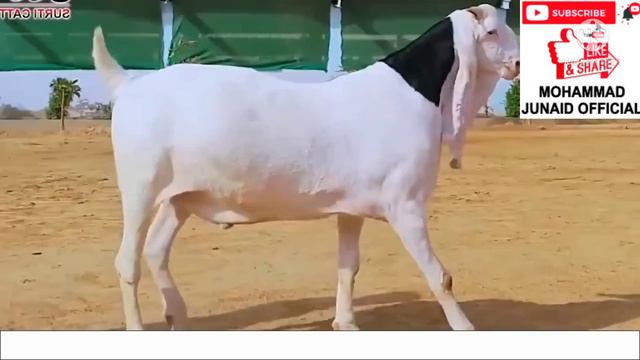 Eid ul adha Mera bakra nazar aya shahzadi Fatima by Mohammad Junaid Official смотреть онлайн
