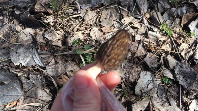 Что можно найти съедобного в лесу в апреле .Сбор , заготовка. смотреть онлайн