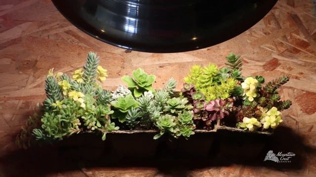 Hardy Sedum (Stonecrop) Succulents 101 - Care Tips & Unique Traits смотреть онлайн