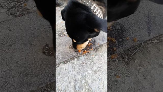 Собака ест только красную икру смотреть онлайн