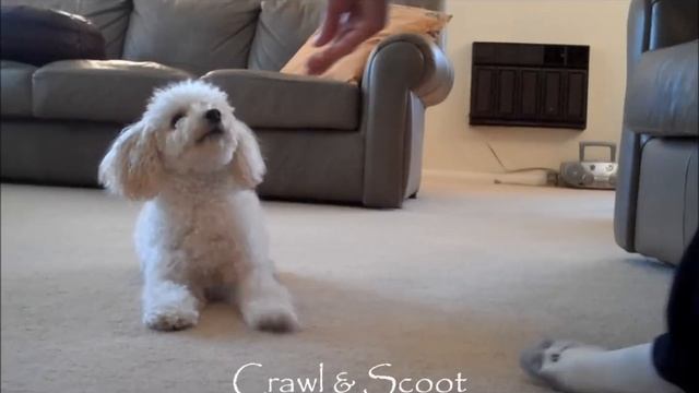 Miniature Poodle Tricks #2