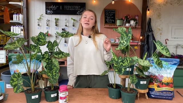 Alocasia Hilo Beauty - Houseplant Of The Week