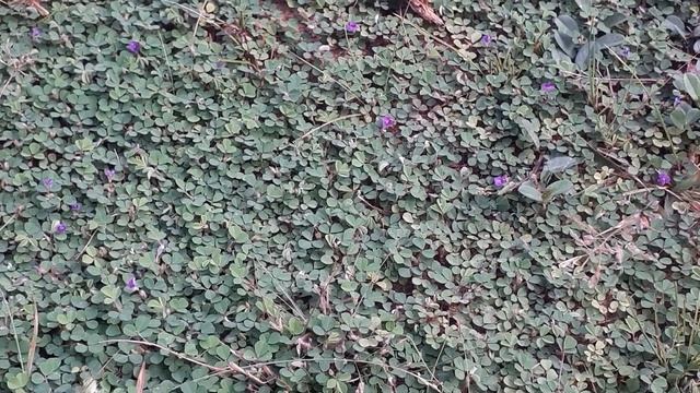 Therapeutic Lawn-desmodium Triflorum (thripada)
