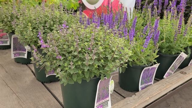 Nepeta 'Purrsian Blue' (Catmint) // OUTSTANDING, Easy To Grow & Look After Perennial Ground Cover