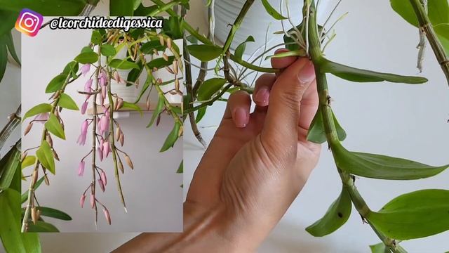 Orchidea: Dendrobium pierardii x loddigesii! Cura e rinvaso keiki! #dendrobium #orchidea #keiki смотреть онлайн