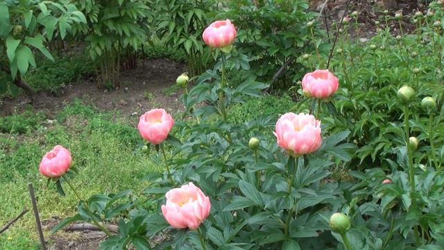 Peony Garden 4-30-2017 Pink Hawaiian Coral