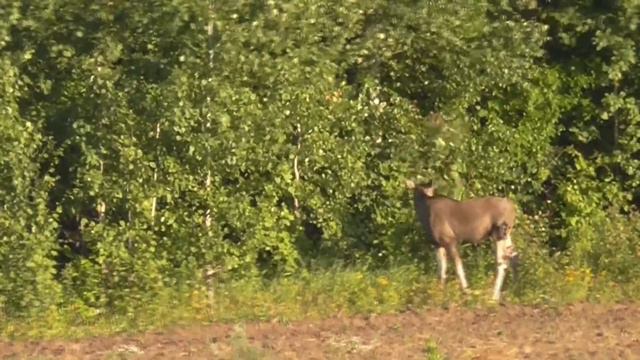 11 июля 2020г лось 2 смотреть онлайн