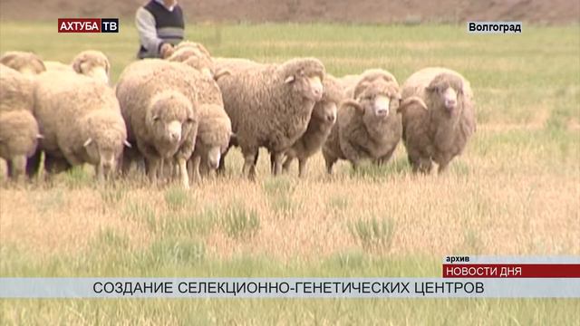 В области на базе племзаводов создадут селекционно-генетические центры смотреть онлайн