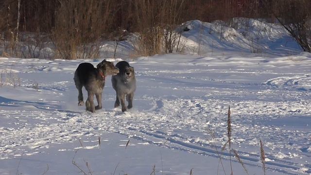 Зима Февраль Волкодавы смотреть онлайн