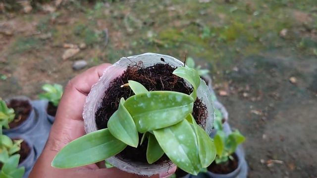 Dendrobium spectabile si anggrek kribo papua harga 100 rb 3 pot || wa 085732904579 смотреть онлайн