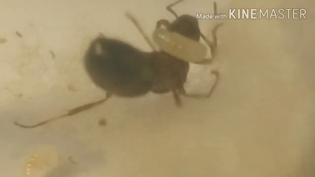 Развитие муравья Serviformica rufibarbis от яйца до муравья! смотреть онлайн