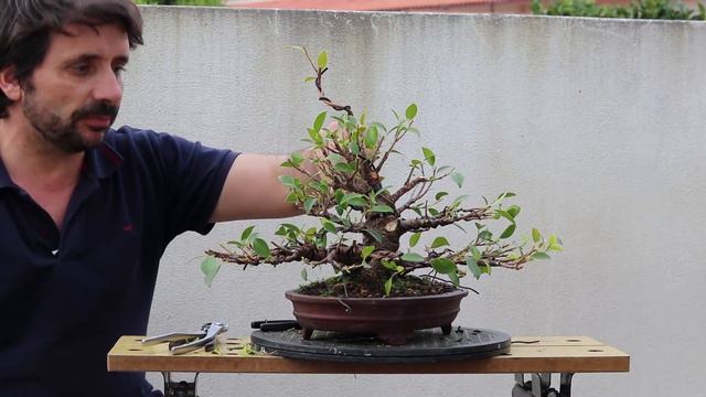 Ficus Tiger Bark - Fusão de Estacas - Aramação e Seleção de ramas (2ª parte) смотреть онлайн