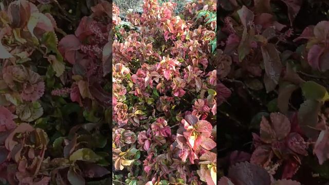 Copper leaf or Acalypha wilkesiana смотреть онлайн