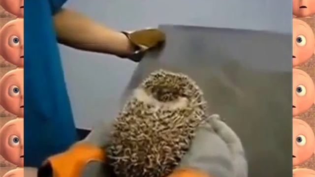 Вы слышали, как орет ежик?! Он просто испугался ветеринара)) смотреть онлайн