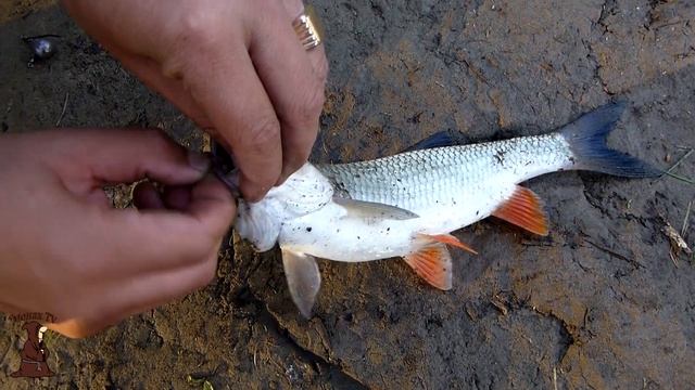 Пошли Голавлики! Рыбалка на Голавля в Мае на донку с берега / fishing смотреть онлайн