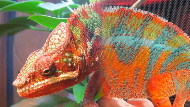 Brilliant color changing panther chameleons смотреть онлайн