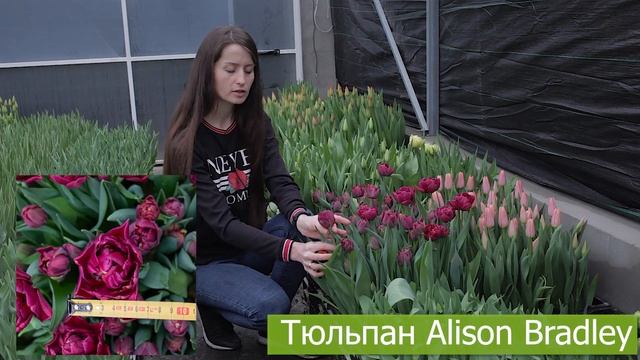 Тюльпан Alison Bradley (Елісон Бредлі) ?