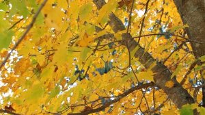 СТО САМЫХ КРАСИВЫХ ОРКЕСТРИРОВАННЫХ МЕЛОДИЙ ВСЕХ ВРЕМЕН