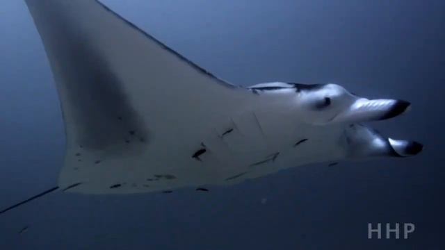 The Maledives [HD] смотреть онлайн