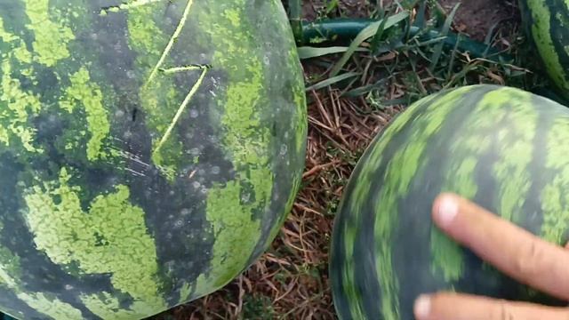 шикарный арбуз.романза f1. смотреть онлайн