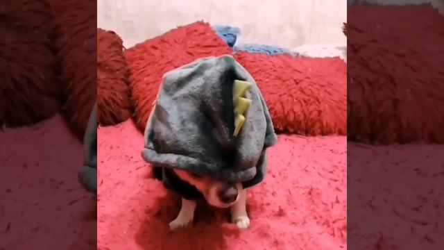 модник смотреть онлайн