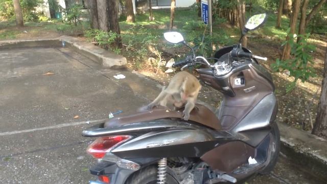 Обезьяна пытается сожрать мотоцикл!!! смотреть онлайн