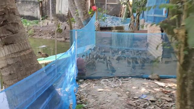 Khaki campbell duck farm смотреть онлайн