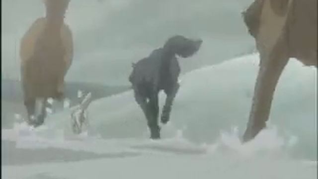 Волки уходят в небеса смотреть онлайн