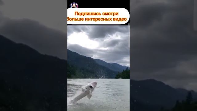 Огромная щука смотреть онлайн