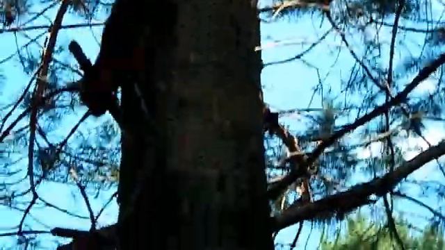 Белка берет орешки с рук (Кисловодск) смотреть онлайн