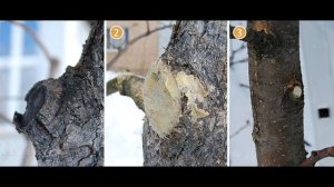 Садовый вар – как приготовить, где применять