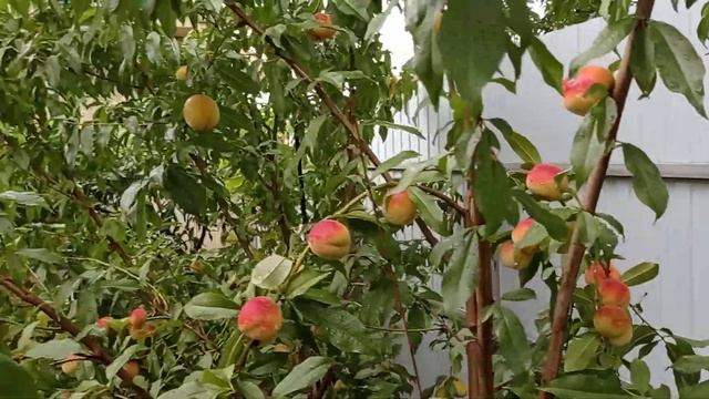 Огромный урожай вкусных плодов персика выращенного из косточки . смотреть онлайн