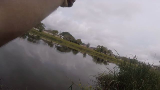 Pond Fishing With A Gulp Minnow